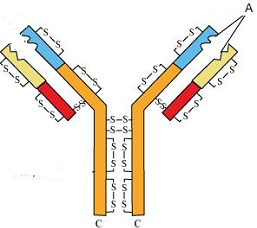 unit-8_ch-2_que_no-181_img_no1.png