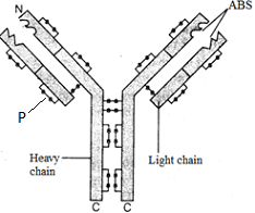 unit-8_ch-2_que_no-302_img_no1.png
