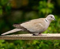 v-dove-B.jpg