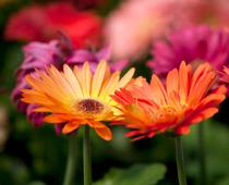 verb-2-flower-B.jpg
