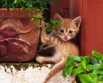 verb-2-kitten-B.jpg