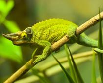 vowel-2-reptile-B.jpg
