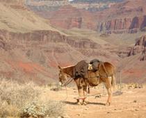 wallet-mule-B.jpg