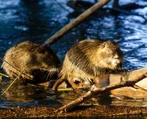 water-beaver1-B.jpg