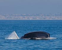 wh-whale-B.jpg
