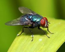 y-fly-B.jpg