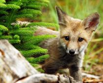 y-fox-B.jpg