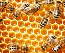 zz-bee-B.jpg